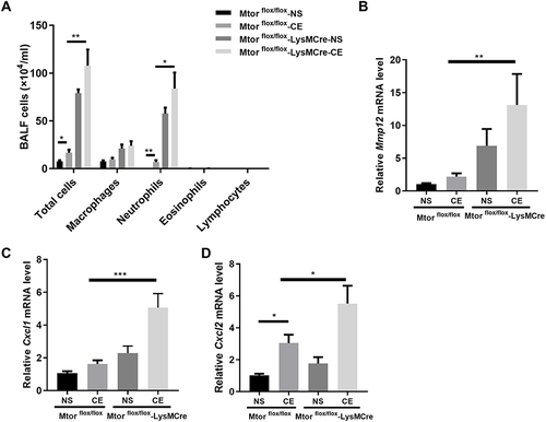 Figure 4 Mtorfl/fl-LysMCre mice show aggravated airway inflammation and MMP12 expression in CS-elastin model. Mtorfl/fl-LysMCre mice and Mtorfl/fl littermates (n=5–8 for each group) were instilled intracheally with elastin for 3 days, and after 24h, (A) the total inflammatory cells in the BALF were measured. (B–D) Expression of the mRNA levels of Mmp12, Cxcl1 and Cxcl2. Data are presented as mean ± SEM of three independent experiments. *P<0.05, **P<0.01, ***P<0.001.