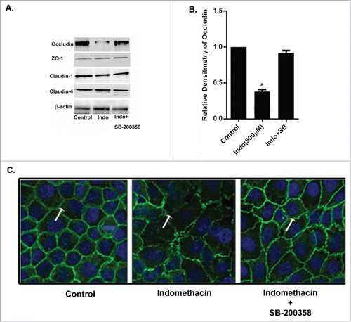 Figure 4. Indomethacin causes a decrease in occludin via activation of p38 MAPK. (A) Indomethacin exposure for 24 hours markedly reduced expression of occludin but not claudin-2, claudin-4 or ZO-1. Inhibition of p38 MAPK with SB-200358 attenuated the loss of expression of occludin caused by indomethacin. (B) Relative densitometry of occludin to control levels, confirming the significant decrease in occludin expression in the presence of indomethacin alone. Inhibition of p38 MAPK with SB-203580 significantly attenuated the reduced expression of occludin. (*p < 0.05 vs. control and Indo + SB). The data are represented as the average of more than 3 identically treated monolayers from 3 independent experiments. (C) MKN-28 cells after pretreatment with MAPK inhibitors for 1 hour were exposed to indomethacin (500 μM) for 24 hours. Cells were fixed and stained for occludin (green fluorescence) and examined by confocal microscopy. Immunolocalization of occludin at the tight junctions (arrow in control) was found to be disrupted in indomethacin exposed cells (500 µM) (arrow) while inhibition of p38 MAPK with SB-203580 prevented the loss of occludin at the TJs (arrow) 200X. The images are representative of more than 3 identically treated monolayers from 3 independent experiments.