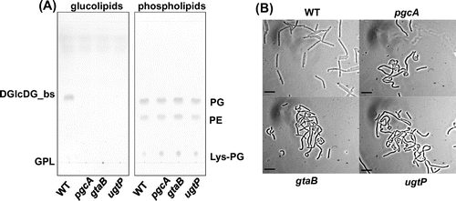 Fig. 1. pgcA and gtaB disruptants showed the same phenotype as the ugtP mutant.