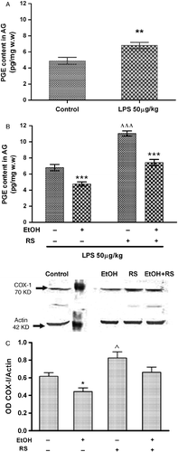 Figure 6.  PGE content in the adrenal gland (AG) after LPS (50 μg/kg, i.p.) challenge in control rats (A), and rats pretreated with repetitive ethanol (EtOH) and/or repetitive RS (B). Values represent mean ± SEM (n = 6–8 rats per group). *p < 0.05; **p < 0.01 vs. respective control group without EtOH. Data were evaluated the by two-way ANOVA followed by Tukey post-test. (C) Representative western blot analysis is shown in the top part of C. Relative levels of COX-I protein were quantified by densitometric scanning and normalized to β-actin and expressed as OD, shown in the bottom part of C. Values represent mean ± SEM of four independent experiments (n = 4 each group). *p < 0.05 and ^p < 0.05 vs. control. Data were evaluated by the two-way ANOVA followed by Tukey's post-test.