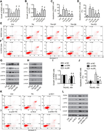Figure 6 TN induces cell ER stress-mediated apoptosis via p38 and ERK MAPK signaling pathways. MG63 and U-2OS cells were treated with TN alone (100nM) or co-treated with PD98059, SB203580 and SP600125 for 48h. (A–F) Cell viability and apoptotic cells were determined by MTT assay or Annexin V/PI staining. (G and H) Protein levels of PERK, p-eIF2, GRP78, ATF4 and CHOP were detected by Western blotting. MG63 cells transfected with siRNA against p38 or ERK and then exposed to TN. (I–K) Cell viability and apoptotic cells were determined by MTT assay or Annexin V/PI staining. (L) Protein levels of PERK, p-eIF2, GRP78, ATF4 and CHOP were detected by Western blotting. β-Actin were used as internal control. Data represent similar results from three independent experiments. The statistical difference *P<0.05 compared with control group or #P<0.05 compared with TN-alone-treated group.