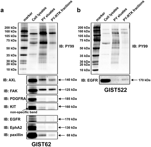 Figure 2. Phosphorylation of purified activated tyrosine kinases in KIT-negative GIST62 and GIST522 were evaluated by staining with PY and specific antibodies (AXL, FAK, EGFR, PDGFRA, KIT, EPHA2, and paxillin) in immunoblots. Total protein lysate (input) is a total protein control. PY and total staining of PY eluates and PY-RTK fractions reveal bands corresponding to AXL and FAK, which were corroborated by mass spectrometry analysis.