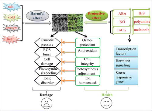 Figure 1. A possible model showing mechanisms involved small molecules induced bermudagrass stress resistance.