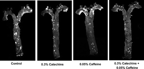 Fig. 2. Effects of catechins and/or caffeine treatment (12 weeks) on atheromatous lesions in the aorta. Atherogenic regions were stained by Nile red and observed by a fluorescence stereoscopic microscope. White areas show positive staining.
