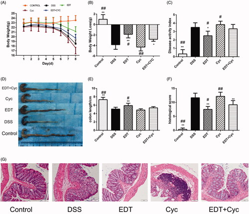 Figure 6. Cyc aggravates DSS-induced colitis. (A) Body weights recorded in the experimental period. (B) Body weight loss was reported in grams. (C) The DAI score. (D) Representative macroscopic images of colon tissues. (E) Colon length. (F) The histopathology score. (G) Representative images of the colonic sections stained with H&E (magnification × 200, scale bars = 50 µm). Data are presented as means ± S.D. (n = 6). DSS: dextran sulphate sodium; EDT: eriodictyol; Cyc: cyclopamine; *p < 0.05 and **p < 0.01 compared with the DSS group; #p < 0.05 and ##p < 0.01 compared with the EDT + Cyc group.