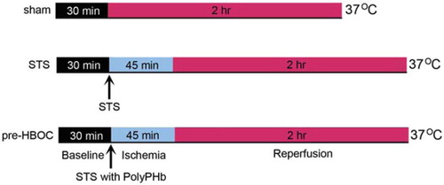 Figure 1. The experimental protocol of this study. After 30 mins of basal perfusion, the pre-HBOCs and STS groups’ hearts were arrested by STS with or without 0.1 gHb/dL PolyPHb, then subjected to 45 mins of ischemia at 37°C and 2 hrs of reperfusion. Hearts perfused with Krebs-Henseleit buffer for 2.5 hrs without ischemia were used as sham control. STS: St.Thomas’ solution.