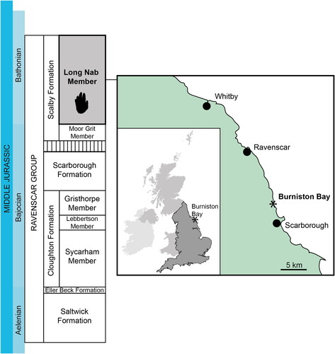 Figure 1. Map of Burniston Bay showing the approximate location (asterisk) the specimen was found, and geological context (stratigraphy adapted from Rawson & Wright, Citation2018).