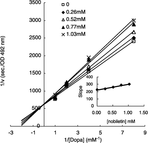 Figure 7 Lineweaver-Burk plots of nobiletin inhibition of diphenolase activity of tyrosinase with substrate, L-DOPA (0.125 mM, 0.25 mM, 0.5 mM, 1 mM). Five curves of five concentration of hesperidin are: 0, 0.26 mM, 0.52 mM, 0.77 mM and 1.03 mM, respectively. The inset is the secondary plot of the slope versus concentration of inhibitor (nobiletin).