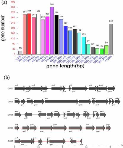 Figure 1. The Clostridium difficile LCL126 gene length statistics, the abscissa is the gene length and the ordinate is the number of the corresponding genes (a); and the statistical map of gene distribution in gene islands (b)