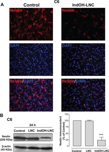 Figure 10 IndOH-LNC increase the nestin protein immunocontent in C6 glioma cells. C6 glioma cells were treated with 25 μM of IndOH-LNC for 72 hours. (A) Immunostaining for anti-nestin antibody (red) and DAPI (blue). (B) Quantification of nestin protein immunocontent by Western blot analysis.Notes: Unloaded LNC were considered the vehicle control of IndOH-LNC. The densitometric values obtained from treatments were normalized to their respective controls (control bar) (100%). Immunocytochemistry experiments were performed at least three times. In the Western blot analysis, bars represent the mean ± standard deviation for six independent experiments. significant differences from control and LNC groups: ***P< 0.001, as assessed by one-way analysis of variance followed by the Bonferroni post hoc test.Abbreviations: DAPI, 4′,6-diamidino-2-phenylindole; IndOH-LNC, indomethacin-loaded lipid-core nanocapsules; LNC, lipid-core nanocapsules.