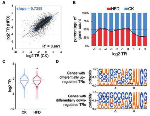 Figure 3. Distribution of mRNA TRs. CK: control group; HFD: high-fat diet group. (A) Scatter plot of TRs in the CK and HFD groups. (B) Relative TR distribution. Genes were classified based on their rounded log2 TR values. For CK or HFD groups in each category, every bar represents the percentage of the gene counts in this group to the total gene count. (C) Violin plot of TR in CK and HFD groups. *p < 0.05, the Mann-Whitney test. (D) Sequence composition between TR-differentially-up (top) and -down-regulated genes (lower) around the AUG start codon. *p < 0.05, **p < 0.01, *** p < 0.001, Chi-squared test