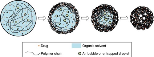 Figure 5 Hypothesis about the mechanism of formation of the porous microspheres by oil-in-oil (o/o) emulsion solvent evaporation method.