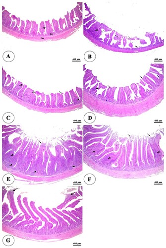 Figure 2. Photomicrograph of the jejunum of negative control group (A) showing intact intestinal villi lined by simple columnar epithelium (Ep), lamina propria (Lp), and lamina muscularis (Lm). The positive control group (B) showing degeneration and necrosis of intestinal villi (thin arrows), thickening of some villi (white arrowheads), complete loss of some intestinal villi (thick arrows), and diffuse lymphocytic infiltration in the lamina propria (black arrowheads). The positive control group with humic acid 500 g/ton of feed (C) showing mild degeneration of the small number of intestinal villi (thin arrows), thickening of some villi (white arrowheads), and lymphocytic infiltration in the lamina propria (black arrowheads). The positive control group with humic acid 1000 g/ton of feed (D) showing mild degeneration of the small number of intestinal villi (thin arrows) and lymphocytic infiltration in the lamina propria (black arrowheads). The positive control group with lincomycin (E) showing desquamation of apical part of intestinal villi (arrows) and massive lymphocytic infiltration in the lamina propria (black arrowheads). The positive control group with humic acid 1000 g/ton of feed + lincomycin (G) showing mild to moderate desquamation of apical part of intestinal villi (arrows) and lymphocytic infiltration in the lamina propria (black arrowheads). Stain H&E.