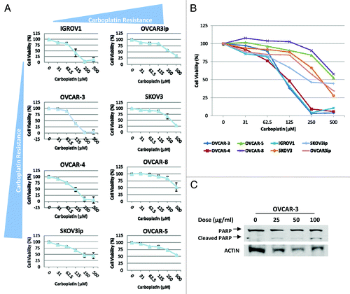 Figure 3. A panel of human ovarian cancer cells displays a range of IC50 to carboplatin. (A) Eight human ovarian cancer cell lines were treated for 48 h with increasing doses of carboplatin. Each graph represents the viability curve of an ovarian cancer cell line as detailed in the panel. (B) The graphical representation of cell viability curves for all eight ovarian cancer cell lines demonstrates the carboplatin-sensitive vs. -insensitive cell lines. (C) OVCAR3 ovarian cancer cell lines were treated with increasing doses of carboplatin for 24 h as indicated in the panel. The cells were then lysed and probed for cleaved-PARP (Cell Signaling) via western blotting.