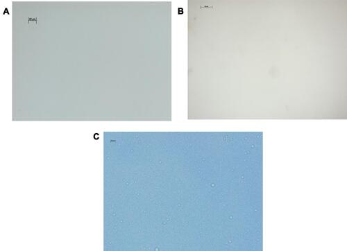 Figure 1 Non-particulate steroids were pure liquid with no identifiable particle. (A) Microscopic findings of betamethasone sodium phosphate (BSP) (× 200), (B) dexamethasone sodium phosphate (DSP) (× 200), (C) dexamethasone palmitate (DPA) (× 200).