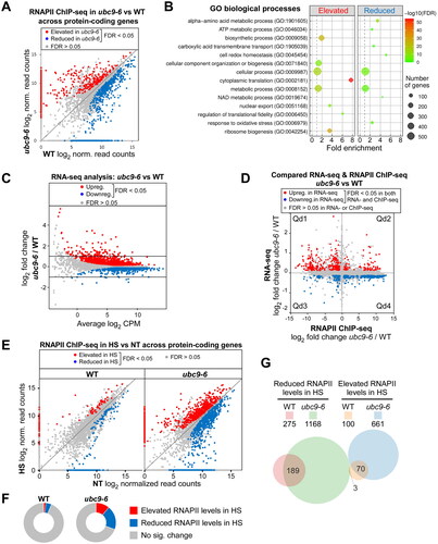 FIG 6 Constitutively reduced sumoylation alters gene expression patterns and expands the heat shock-induced genomic redistribution of RNAPII. (A) Scatterplot comparing RNAPII levels at all protein-coding genes in WT and ubc9-6 strains, as determined by our previously reported ChIP-seqCitation11 (see Table S1). (B) GO term analysis was performed on genes showing elevated or reduced RNAPII levels across their ORFs in ubc9-6 (see Experimental Procedures and Table S2 for details). (C) Comparison of global steady-state mRNA levels in ubc9-6 and WT strains as determined by RNA-seq (see Tables 2 and S3). (D) Scatterplot comparing ubc9-6-mediated changes in mRNA abundance and RNAPII occupancy for all protein-coding genes based on the RNA-seq and RNAPII ChIP-seq analyses. Genes showing significantly altered levels of both RNAPII occupancy and mRNA abundance are shown in red or blue, as indicated (see Table S4). The four quadrants (Qd1 to Qd4) refer to subsets of genes that show correlated or anticorrelated effects in the RNA-seq and RNAPII ChIP-seq studies (see Table S4). (E) Scatterplots comparing heat shock-induced changes to RNAPII occupancy levels across protein-coding genes in WT and ubc9-6 strains. RNAPII ChIP-seq was performed in both strains in untreated (NT) or heat-shocked cultures (HS; 37 °C for 12 min) as previously described.Citation11 Genes showing significantly elevated or reduced RNAPII occupancy in the heat shock samples are shown in red or blue, respectively (see Table S1). (F) Doughnut plots showing the proportion of protein-coding genes that display altered RNAPII levels after heat shock in WT and ubc9-6 strains. (G) Venn diagram comparing the number of genes showing significantly reduced or elevated RNAPII levels after heat shock in the WT and ubc9-6 strains. The number of genes in each set is shown above the Venn diagram, whereas the numbers of genes that overlap different sets is indicated on the diagram itself.