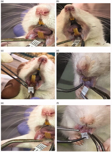 Figure 5. Picture of animals showing induced ulcer at day 0 for: (a) control, (c) plain and (e) medicated groups and at day 6 for: (b) control, (d) plain and (f) medicated groups. The heads of the black arrows point at the ulcerated areas.