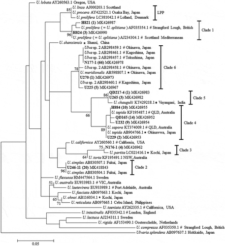 Fig. 2. ML phylogenetic tree based on ITS DNA sequences. Numbers at the nodes indicate bootstrap values. GenBank accession numbers and localities for all reference sequences are provided. Asterisks indicate the sequences generated from the holotype specimens. Sequences with a ‘#’ symbol are from lectotype materials or topotype materials, or matched to the sequences from holotype materials or topotype materials. Numbers in parentheses following the sample no. represent the total number of highly similar sequences (identity ≥ 99.5%)