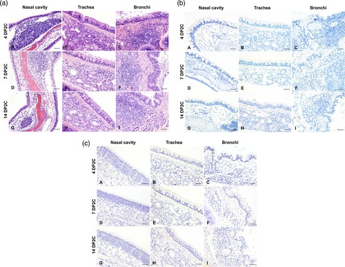 Figure 6. (a) Histologic lesions in the respiratory tract of re-challenged cats. 4 (A–C), 7 (D–F), and 14 days post second challenge (DP2C; G–I) with SARS-CoV-2. At all time points, variable lymphoid aggregates expanded the lamina propria of the nasal turbinates (A, D, G), trachea (B, E, H) and bronchi (C, F, I). No disruption of tracheobronchial glands was noted. H&E, 200× total magnification. Bar = 100 μm. (b) SARS-CoV-2 distribution as determined by in situ hybridization in the respiratory tract of re-challenged cats. 4 (A–C), 7 (D–F), and 14 DP2C (G–I) with SARS-CoV-2. No viral RNA was detected in the nasal cavity (A, D, G), trachea (B, E, H) or bronchi (C, F, I) at any time point. Fast Red, 200× total magnification. Bar = 100 μm. (c) SARS-CoV-2 distribution as determined by immunohistochemistry in the respiratory tract of re-challenged cats. 4 (A–C), 7 (D–F), and 14 DP2C (G–I) with SARS-CoV-2. No viral antigen was detected in the nasal cavity (A, D, G), trachea (B, E, H) or bronchi (C, F, I) at any time point. Fast Red, 200× total magnification. Bar = 100 μm.