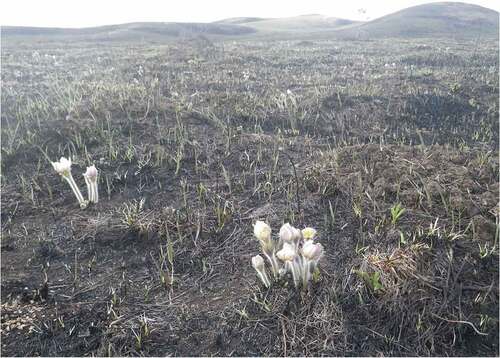 Photo 6. Yargui (Pulsatilla flavescens) bloom after a month of the raging fire on the steppe.