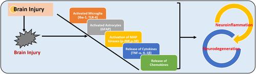 Figure 4 Traumatic brain injury and neuroinflammation. The figure illustrates the activation of microglia (Iba-1 and microglial receptor TLR-4), astrocytes (GFAP), MAP kinases (such as p-JNK and p-38), the release of the inflammatory cytokines (TNF-α and IL-1β), and release of chemokines, which may induce neuroinflammation and neurodegeneration.