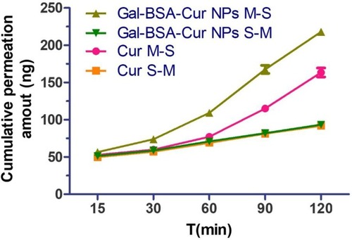 Figure 6 In vitro the Ussing chamber cumulative absorption of Cur and Gal-BSA-Cur NPs in rat jejunums (n=3).Abbreviations: Cur, curcumin; Gal-BSA-Cur NPs, curcumin-loaded galactosylated BSA nanoparticles.