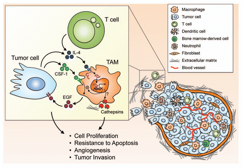 Figure 2 IL-4 as a major activator of TAM phenotypes in the tumor microenvironment. The tumor microenvironment is comprised of a variety of different cell types and matrix components, and complex cellular interactions are likely involved in the acquisition of tumor-promoting phenotypes by tumor-associated macrophages (TAMs). IL-4 supplied by either T cells or tumor cells can act on TAMs to augment the EGF/CSF-1 paracrine loop between TAMs and tumor cells, and also upregulates cathepsin enzyme activity in TAMs, although the detailed molecular mechanisms remain to be elucidated. These effects of IL-4 collectively prime TAMs with the capability to promote tumor growth and progression through different mechanisms.Citation16,Citation17,Citation76