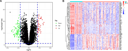 Figure 2 Heatmap and volcano map of DEGs. (A) Volcano plot of DEGs. (B) Heatmap of DEGs analysis. The color gradient of the heatmap transitions from red to blue, signifying gene expression levels from high to low in both regular and PCOS samples. At the top section of the heatmap, the blue band represents the normal sample, while the red band represents the PCOS sample.