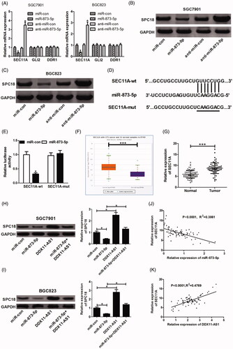 Figure 4. DDX11-AS1 promoted SPC18 expression by functioning as a molecular sponge of miR-873-5p. (A) SGC7901 and BGC823 cells transfected with miR-873-5p mimic or inhibitor were subjected to qRT-PCR for determining the mRNA levels of SEC11A, GLI2 and DDR1. (B and C) Western blot analysis was carried out to assess the effect of miR-873-5p mimic or inhibitor on SPC18 protein level. (D) Prediction of the binding sites between miR-873-5p and SEC11A by starBase V3.0 software. (E) Dual-luciferase reporter assay was carried out to determine the interaction between miR-873-5p and SEC11A. (F) SEC11A mRNA expression of gastric cancer tissues (n = 375) and normal controls (n = 32) in the TCGA data portal from Starbase V3.0. Pan-cancer analysis. (G) SEC11A mRNA levels in tumour and adjacent non-tumour tissues of 72 GC patients were identified by qRT-PCR. (H and I) The effect of miR-873-5p or DDX11-AS1 on SPC18 protein expression was detected via western blot assay. (J and K) qRT-PCR was conducted to analyse the expression correlation between SEC11A mRNA and miR-873-5p or DDX11-AS1. *p < .05, ***p < .001.