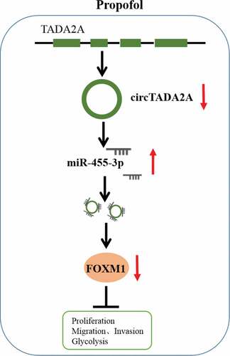 Figure 10. The schematic diagram of propofol and circTADA2A/miR-455-3p/FOXM1 axis in lung cancer. Propofol inhibits cell carcinogenesis and aerobic glycolysis in lung cancer via circTADA2A/miR-455-3p/FOXM1 axis.