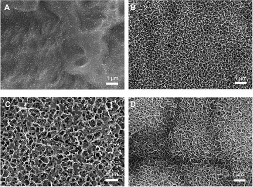 Figure 6 SEM micrographs of the various samples after soaking in SBF for 14 days.Notes: (A) Untreated Ti. (B) Ti100. (C) Ti140. (D) Ti150.Abbreviations: SEM, scanning electron microscopy; SBF, simulated body fluid.