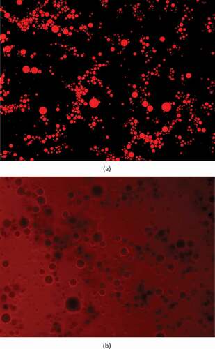 Figure 7. Fluorescence photomicrograph of emulsions constituted of 2.0 g of OPN gum/100 g of aqueous phase stained with (a) Red Nile (fluorescence of lipids) and (b) Rhodamine B (fluorescence of proteins) dyes.