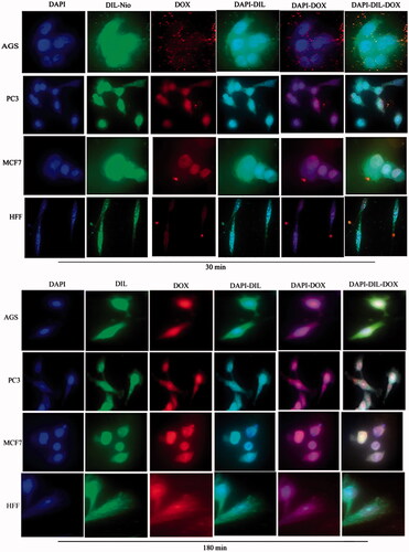 Figure 9. Cellular uptake images of AGS, PC3, MCF7 and HFF cells, incubated with DIL-Nio-DOX for 30 min and 180 min.
