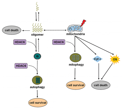 Figure 1 A model of how HDAC6 functions in different pathways to cope with different cellular stresses. Oligomers derived from self-assembly of aggregation-prone proteins are a major cause of several neurodegenerative diseases. An immediate strategy for HDAC6 to cope with the toxic oligomers is to bind to and promote them to form inclusions. The ultimate strategy for HDAC6 to eliminate these nonfunctional protein aggregates is to facilitate autophagic degradation of these aggregated inclusions. Another strategy for HDAC6, when the neurons are challenged by mitochondrial dysfunction, is to promote mitophagy. Mitochondrial dysfunction may lead to oxidative stress and cytochrome c release, which are toxic to the cells. IB, inclusion body; Cyt c, cytochrome c; OS, oxidative stress.