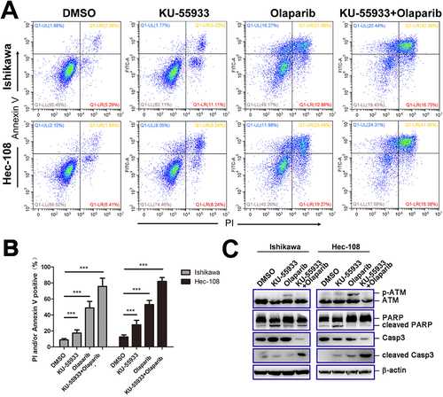 Figure 4 KU-55933 promotes cell death induced by Olaparib by inhibiting the phosphorylation of ATM. (A and B) Apoptosis induced by Ku-55933 (10 μM) and Olaparib (50 μM) alone or together was detected by flow cytometry (A), the percentages of stained cells (PI+/Annexin V-+ PI-/Annexin V++ PI+/Annexin V+) were shown (B). Data were presented as mean±SD. ***, P < 0.001. The independent biological experiments were repeated at least three times. (C) The activation and expression level of ATM, PARP and caspase-3 in Ishikawa and Hec-108 cells treated with Ku-55933 and Olaparib alone or together were detected by Western blot.