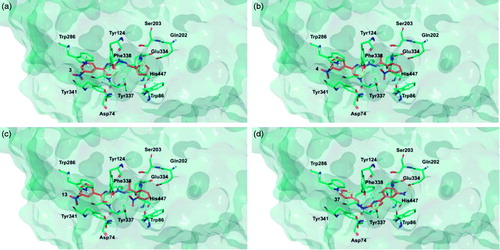 Figure 7. Glide top poses of compounds (a) 3, (b) 4, (c) 13, and (d) 37 in the hAChE active site. Ligands are reported in orange carbon polytube and the most relevant residues are shown in green carbon polytube. Hydrogen bonds, cation–π and π–π interactions are displayed in yellow, green and light blue, respectively.