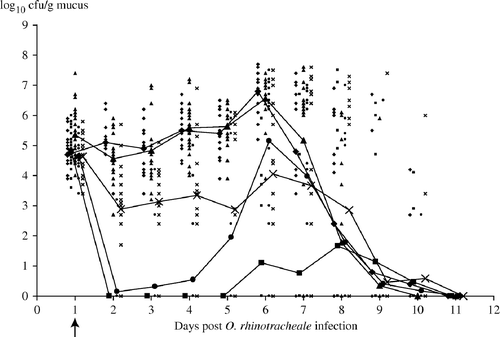 Figure 2.  Bacterial titres (log10 cfu/g mucus) in tracheal mucus collected at different times after O. rhinotracheale inoculation in APV/O. rhinotracheale dually infected turkeys receiving different antibiotic treatments: ▪, group E3, 3 days of enrofloxacin (10 mg/kg); •, group E5, 5 days of enrofloxacin (10 mg/kg); ▴, group A, 5 days of amoxicillin (20 mg/kg); ×, group F, 5 days of florfenicol (20 mg/kg); ♦, no treatment, (control group). Individual values are indicated with small symbols; means are indicated with larger symbols. Arrow indicates first day of antibiotic treatment.