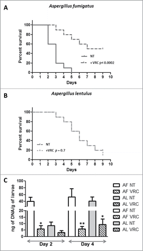 Figure 2. (A) Killing rate comparison of G. mellonella infected with A. fumigatus with or without VRC treatment. (B) Killing rate comparison of G. mellonella infected with A. lentulus with or without VRC treatment. (C) Fungal burden determination in G. mellonella infected with A. fumigatus (AF) or A. lentulus (AL), untreated (NT) or treated with VRC. Statistical significance by unpaired t test of VRC treated vs. untreated data for each time point is marked as (*P < 0.01 or **P < 0.002).