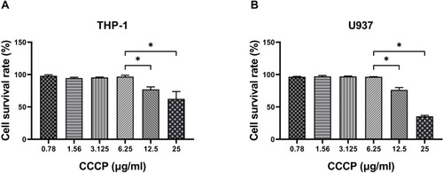 Figure 2 Cytotoxicity assay of CCCP in the THP-1 and U937 cells. THP-1 cells (A) and U937 cells (B) were treated with different concentrations of CCCP and LDH activity in the cell culture supernatant were analysed. The experiments were carried out in quintuplicate. All data are shown as the means ± SD (n = 5). Results shown are from one representative experiment, *P < 0·05.