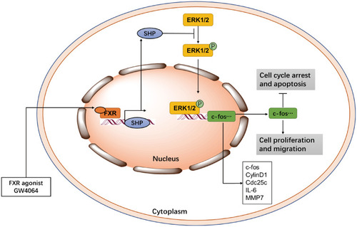 Figure 8 GW4064 affects the development of ESCC by activating FXR. Display full sizeInhibition, Display full sizeInduction, P indicate Phosphorylation.