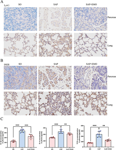 Figure 2 Emodin reduces the infiltration of macrophages and neutrophils in pancreatic and lung tissues of SAP rats. Immunohistochemical analysis of Ly6G (A) and iNOS (B) expression in pancreas and lung (scale bar = 20 μm). (C) Expression levels of TNF-α, IL-6 and IL-1β in rat plasma. The data consisted of representative images from a minimum of three independent experiments or were presented as mean ± standard deviation for each group of rats (n = 6). ** denotes p-value < 0.01; *** denotes p-value < 0.001.