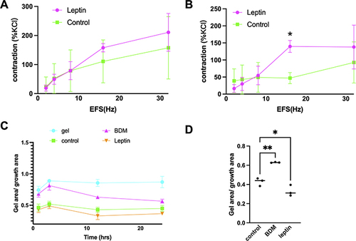 Figure 3 Effect of leptin on EFS-induced contraction of prostate strips and stromal cells. (A and B) Prostate strips were incubated with either 50 ng/mL or 100 ng/mL leptin for 30 min before being stimulated with EFS at 16 Hz. The amplitude of the contraction was measured and normalized to the initial response. Leptin significantly enhanced the contraction of prostate strips at 100 ng/mL compared to the control group (*p < 0.05). Data are presented as mean ± SEM of five independent experiments. (C) Leptin induces stromal cell contraction. Stromal cells were cultured in collagen gels and treated with leptin (25 ng/mL) or vehicle for 24 h in standard 24-well-plates. Quantification of gel contraction expressed as percentage of initial area. (D) Data are mean ± SEM of three independent experiments. (*p < 0.05), compared to vehicle control by One-way ANOVA. Control vs BDM: p=0.0017; Control vs Leptin: p=0.0451. (**p < 0.01).