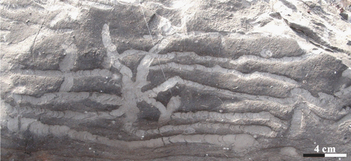 Figure 11. Zoophycos with grey-white filling in the Taiyuan Formation L4 limestone of Jiaozuo area.