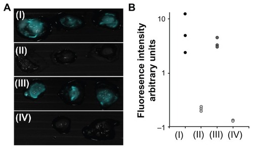 Figure 8 Fluorescence imaging of tumors on chicken embryo chorioallantoic membrane. (A) Merged fluorescent and bright light images of a typical experiment involving peanut agglutinin-conjugated or anticarcinoembryonic antigen antibody-conjugated iron oxide-human serum albumin NIR fluorescent nanoparticles topically administered to LS174T (I and III, respectively) and SW480 (II and IV, respectively) tumor cell lines implanted on chicken embryo chorioallantoic membrane. (B) Quantification of fluorescence intensity of tumors averaged over the surface area, as calculated by ImageJ software.Notes: Vertical axis is logarithmically scaled. This experiment was repeated three more times with similar results.