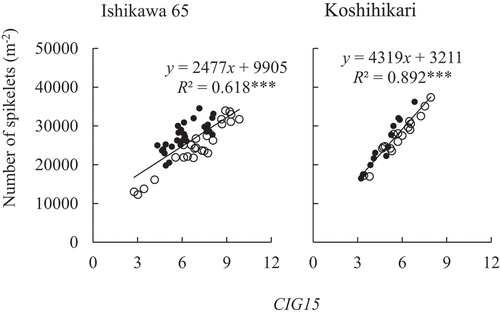 Figure 3. Relations between CIG15 and the number of spikelets in Ishikawa 65 and Koshihikari. The closed circles denote 2019 and the open 2020. ***Significant at 0.001 level (n = 54 in Ishikawa 65; n = 30 in Koshihikari).
