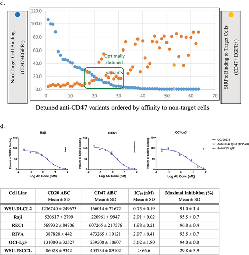 Figure 1b. (c) Screening strategy for an optimally detuned anti-CD47 fab. A library of detuned CD47×EGFR bispecifics were screened for minimal binding to non-target CD47+EGFR− Raji cells and maximum inhibition of SIRPα binding to CD47+EGFR+ FaDu cells. (d) Top: Representative curves of recombinant SIRPα binding to CD47 on the surface of each lymphoma cell line evaluated in the presence of CC-96673. Bottom: a summary of IC50 values and maximum percent inhibition of recombinant SIRPα binding to cell surface CD47 by CC-96673. The surface expression of CD47 and CD20 on NHL cell lines was determined using the QSC anti-human IgG kit and antibody-binding capacity (ABC) values were calculated automatically using the QuickCal template. Each symbol represents mean percent of control of SIRPα binding with error bars depicting standard deviation (SD) of two independent experiments.