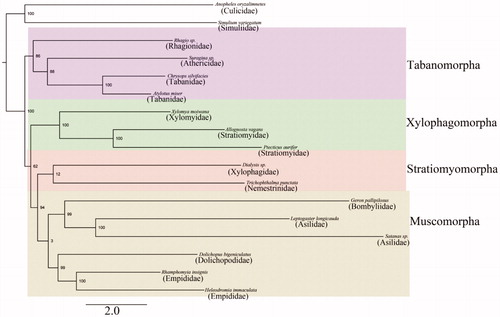 Figure 1. Phylogenetic tree of Brachycera families based on mt genome data.