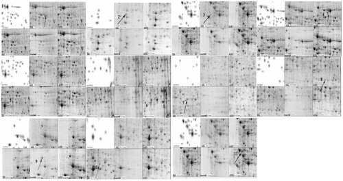 Figure 3. Protein expression profiles of mouse liver tissues of control, BD, ASL, ASM, ASH group. The protein expression profiles were examined using 2-DE system which were demonstrated by representative gel images. To ensure reproducible results for each protein sample, duplicate or triplicate electrophoreses were performed. Differentially expressed spots between control group and BD group were found by comparing the spot intensities using PD-Quest software. Differentially expressed spots were indicated in the images by arrows. There were11 differentially expressed spots that could be identified from the AS extract, respectively, compared with the DMSO control. The numbered protein spots were identified by MALDI-TOF/TOF mass spectrometry. The corresponding protein spot identities are shown in Table 2.