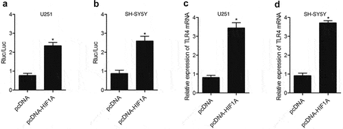 Figure 3. HIF1A enhanced TLR4 expression via promoting the transcription efficiency of TLR4 promoter. (a) Transfection with HIF1A constructs reduced the luciferase activity of TLR4 promoter in U251 cells (* P value < 0.05, vs. pcDNA group). (b) Transfection with HIF1A constructs reduced the luciferase activity of TLR4 promoter in SH-SY5Y cells (* P value < 0.05, vs. pcDNA group). (c) TLR4 level in U251 cells was down-regulated subsequent to transfection with HIF1A plasmids (* P value < 0.05, vs. pcDNA group). (d) TLR4 level in SH-SY5Y cells was down-regulated subsequent to transfection with HIF1A plasmids (* P value < 0.05, vs. pcDNA group).