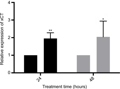 Figure 3 Treatment with 25 μM capsazepine significantly induces xCT expression by 24 and 48 hours relative to dimethyl sulfoxide (DMSO) treatment.